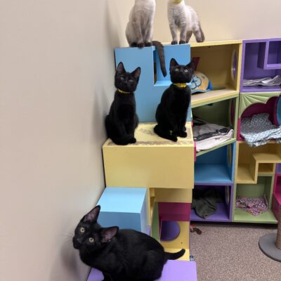We gave kittens available!