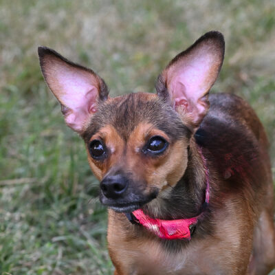 Chihuahua/Dacshund mix