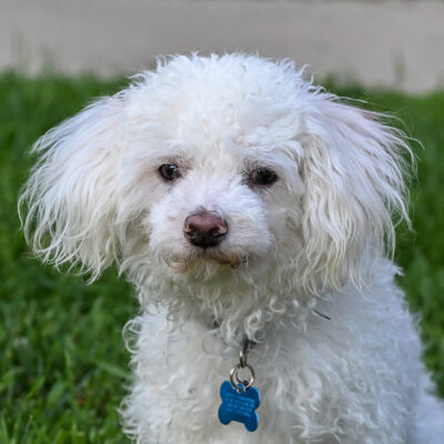 Poodle/Maltese mix