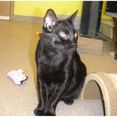 Bailey is a large black male cat.