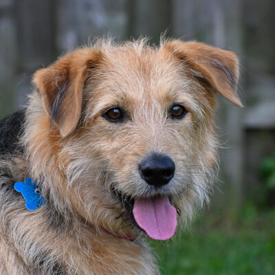 Airedale/Lab, mix