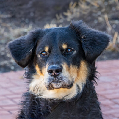 Australian Shepherd mix