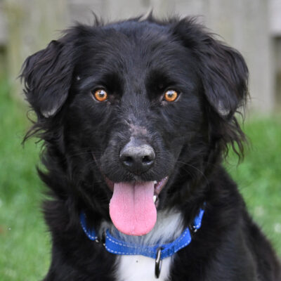 Aussie/Hound mix