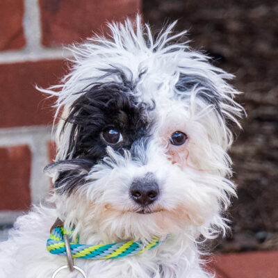 Poodle mix