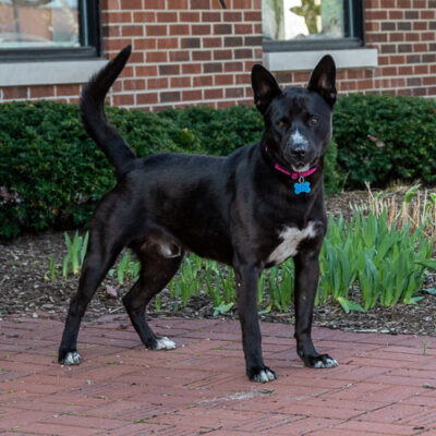 Shepherd mix