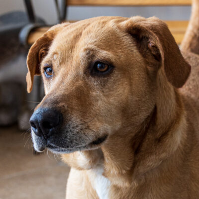 Labrador Retriever mix