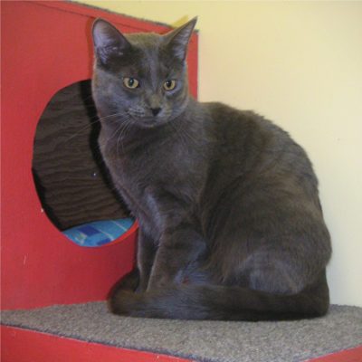 Brahma is a large gray male cat.