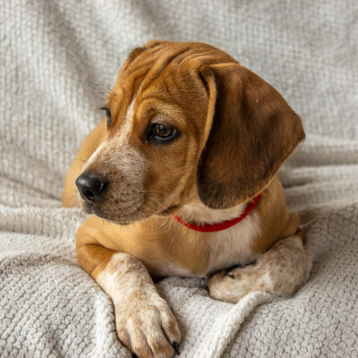 Beagle mix