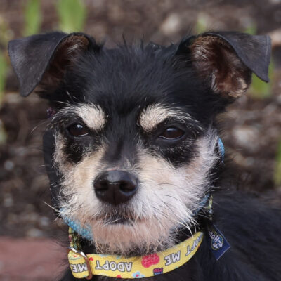 Wire-Haired Terrier mix