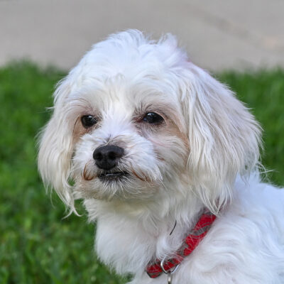 Poodle/Maltese mix