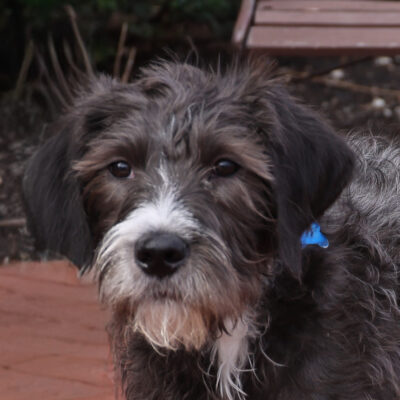 Labradoodle mix