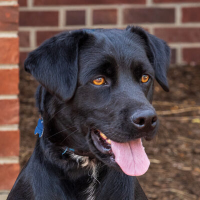 Black Lab/Beagle mix