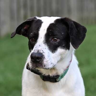 Hound mix