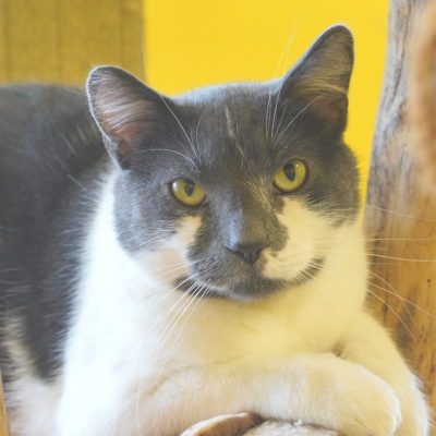 Cubby is a gray and white male cat.