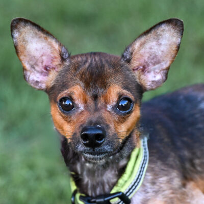 Chihuahua mix
