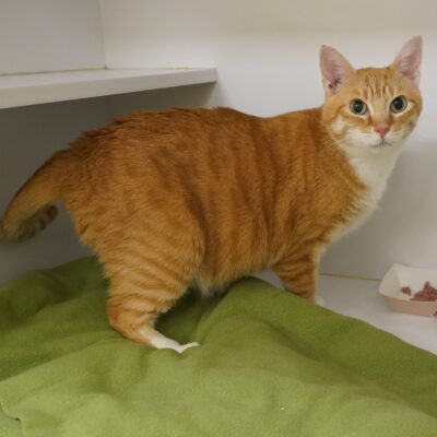 Dexter is a very friendly orange and white male.
