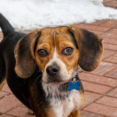 Beagle mix