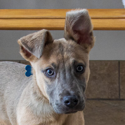 Shepherd mix