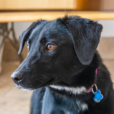 Labrador Retriever mix