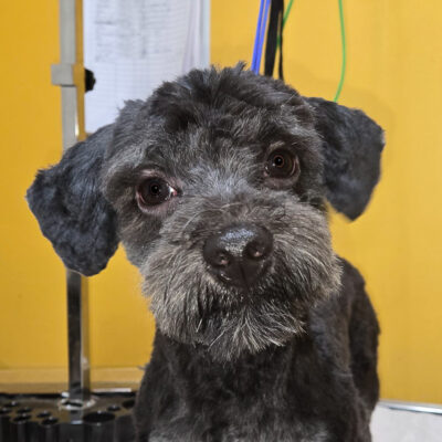 Schnoodle mix