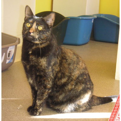 Gemma is a female tortie.