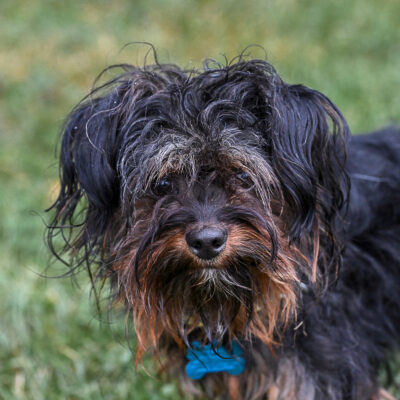 Yorkie mix