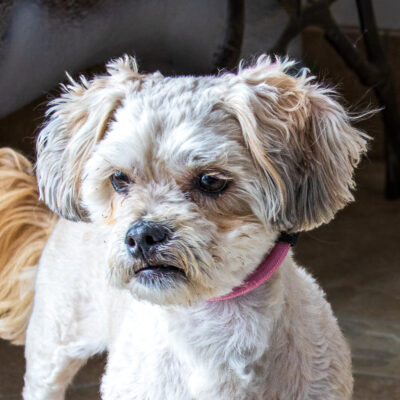 Shih Tzu mix