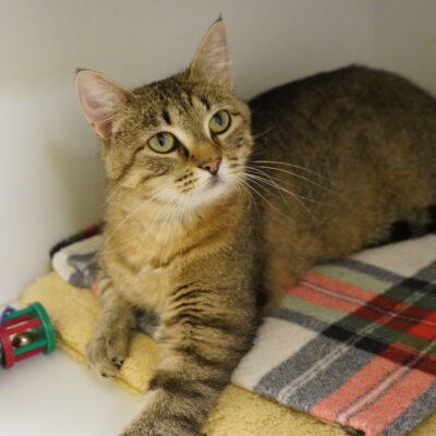 Goldie is a domestic short hair female tabby.