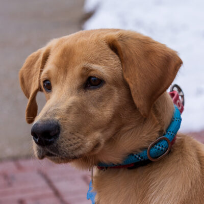 Labradore Retriever mix