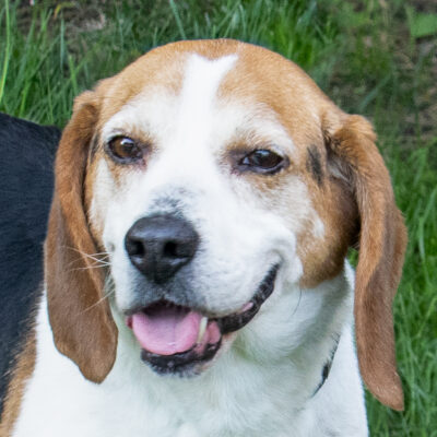 Beagle mix