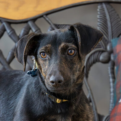 Dachshund mix