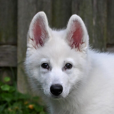 Husky/Shepherd mix