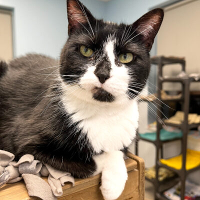 Boomer is a black and white female.