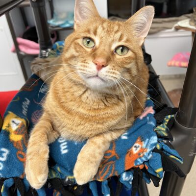 Friendly orange tabby