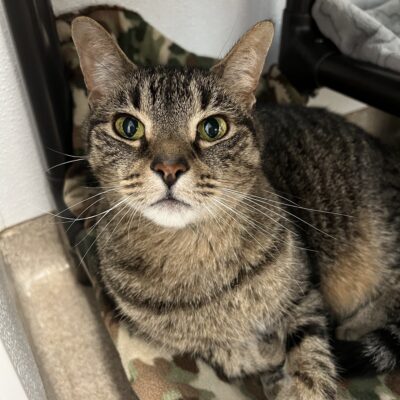 Murphy is a friendly male brown tabby
