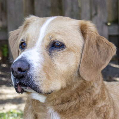 Golden Retriever mix