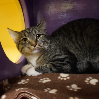 JoJo is a friendly brown female tabby with white paws