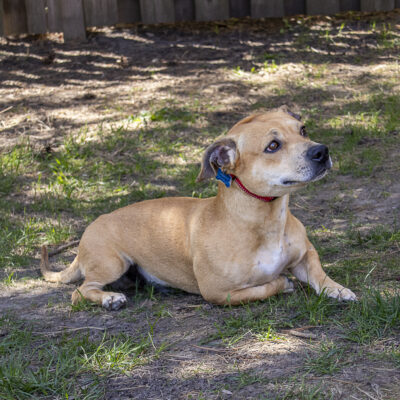 Corgi Mix