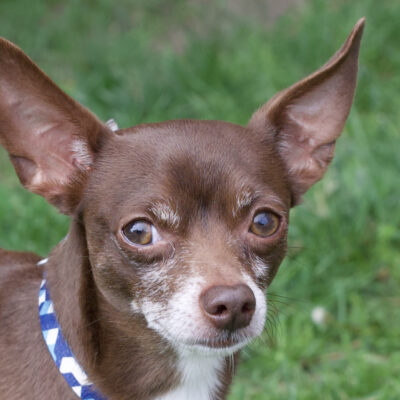 Chihuahua mix