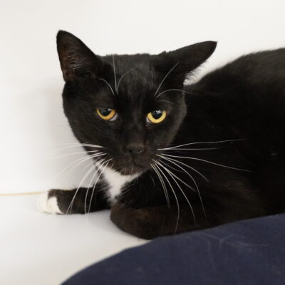 Lucky is a friendly tuxedo female.