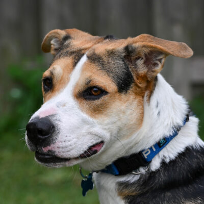 Beagle mix