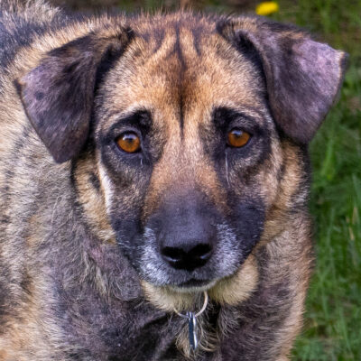 Shepherd mix