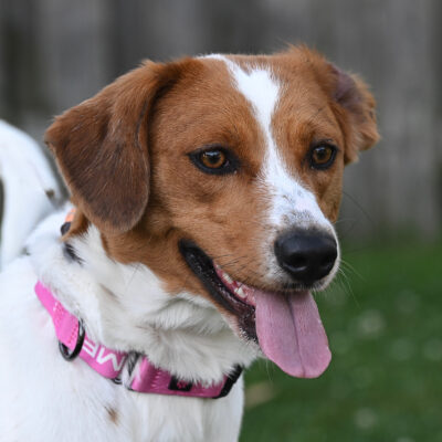 Pointer mix