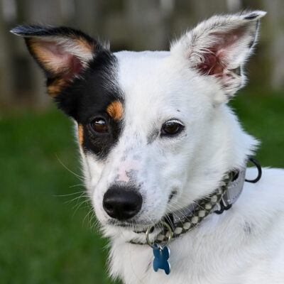 Aussie/Hound Mix