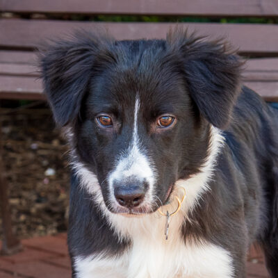 Border Collie mix