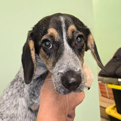 Beagle mix