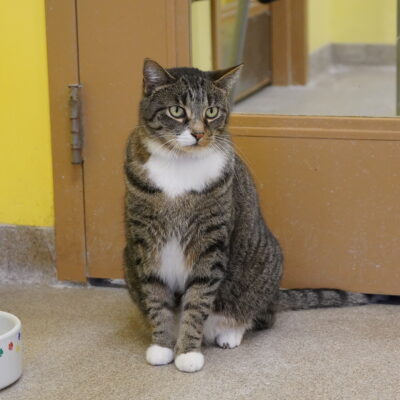 Mikey is a very friendly male tabby with white.
