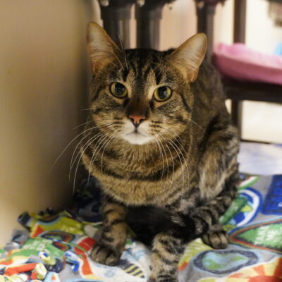 Milo is a shy male domestic short hair brown tabby.