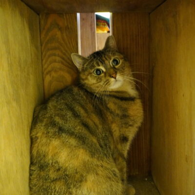 Minerva is a shy  domestic short hair brown female tabby.