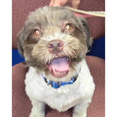 Havanese mix